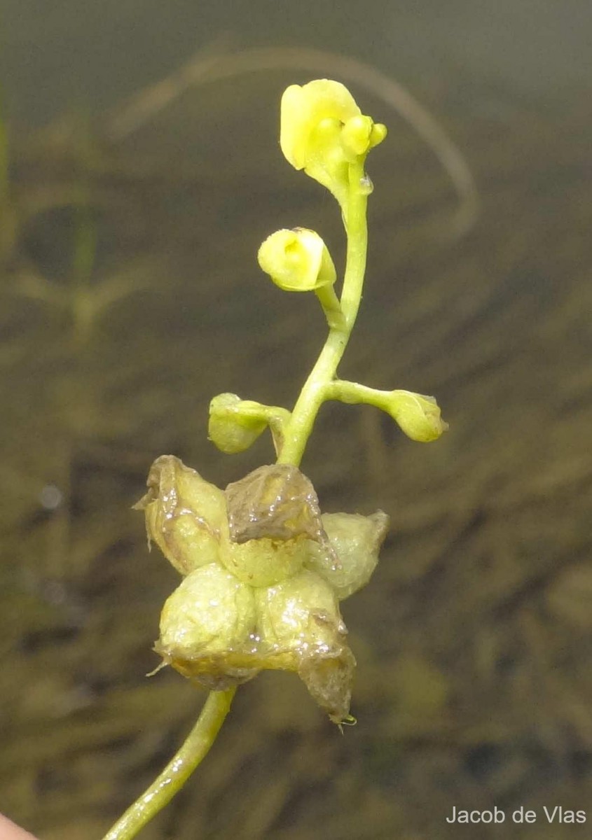 Utricularia stellaris L.f.